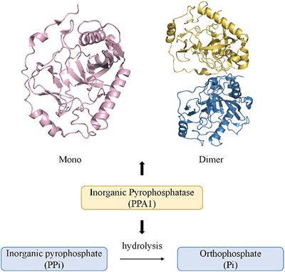 PPA1, an energy metabolism initiator, plays an important role in the progression of malignant tumors